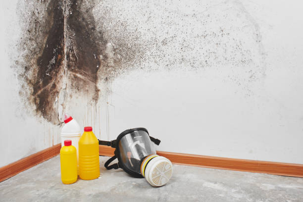 Trusted Princeton, IL Mold Removal Experts
