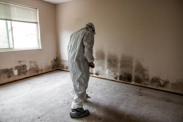 Best Commercial Mold Removal  in Princeton, IL